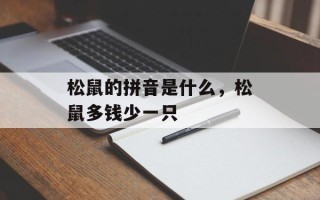 松鼠的拼音是什么，松鼠多钱少一只