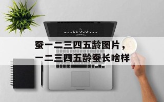 蚕一二三四五龄图片，一二三四五龄蚕长啥样