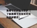黑椰子的种植与养护（了解黑椰子的生长环境和养护要点）