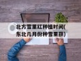 北方雪里红种植时间(东北几月份种雪里蕻)