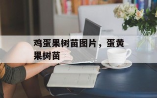 鸡蛋果树苗图片，蛋黄果树苗