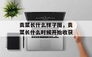 贡菜长什么样子图，贡菜长什么时候开始收获