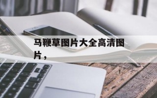 马鞭草图片大全高清图片，