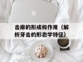 齿廓的形成和作用（解析牙齿的形态学特征）