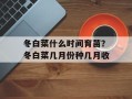 冬白菜什么时间育苗？冬白菜几月份种几月收