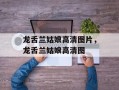 龙舌兰姑娘高清图片，龙舌兰姑娘高清图