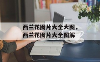 西兰花图片大全大图，西兰花图片大全图解