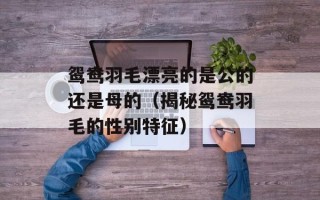 鸳鸯羽毛漂亮的是公的还是母的（揭秘鸳鸯羽毛的性别特征）