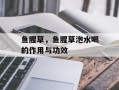 鱼腥草，鱼腥草泡水喝的作用与功效