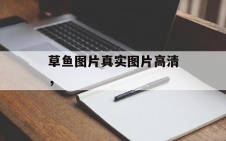 草鱼图片真实图片高清，