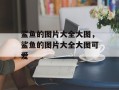 鲨鱼的图片大全大图，鲨鱼的图片大全大图可爱