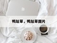 鸭趾草，鸭趾草图片