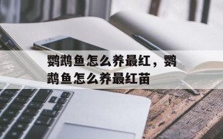 鹦鹉鱼怎么养最红，鹦鹉鱼怎么养最红苗
