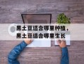 黑土豆适合哪里种植，黑土豆适合哪里生长