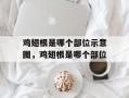 鸡翅根是哪个部位示意图，鸡翅根是哪个部位