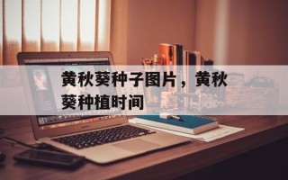 黄秋葵种子图片，黄秋葵种植时间