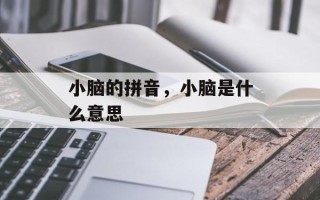 小脑的拼音，小脑是什么意思