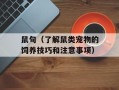 鼠句（了解鼠类宠物的饲养技巧和注意事项）