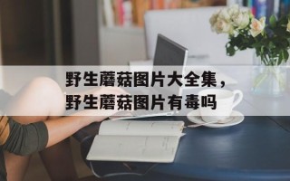 野生蘑菇图片大全集，野生蘑菇图片有毒吗