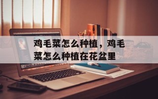 鸡毛菜怎么种植，鸡毛菜怎么种植在花盆里