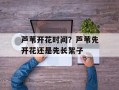 芦苇开花时间？芦苇先开花还是先长絮子