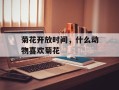 菊花开放时间，什么动物喜欢菊花