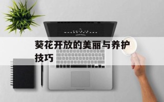 葵花开放的美丽与养护技巧
