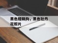 黑色腊肠狗，黑色牡丹花照片