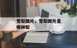 雪梨图片，雪梨图片是哪种梨
