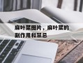 麻叶菜图片，麻叶菜的副作用和禁忌