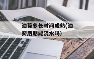 油葵多长时间成熟(油葵后期能浇水吗)