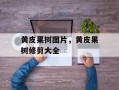 黄皮果树图片，黄皮果树修剪大全