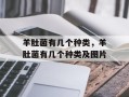 羊肚菌有几个种类，羊肚菌有几个种类及图片