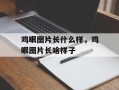 鸡眼图片长什么样，鸡眼图片长啥样子