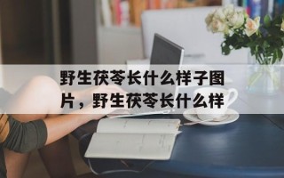 野生茯苓长什么样子图片，野生茯苓长什么样