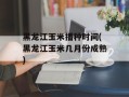 黑龙江玉米播种时间(黑龙江玉米几月份成熟)