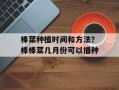 棒菜种植时间和方法？棒棒菜几月份可以播种