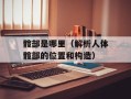 髋部是哪里（解析人体髋部的位置和构造）