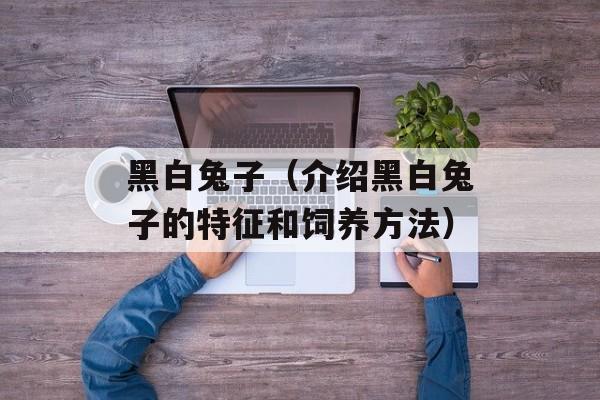 黑白兔子（介绍黑白兔子的特征和饲养方法）-第1张图片-