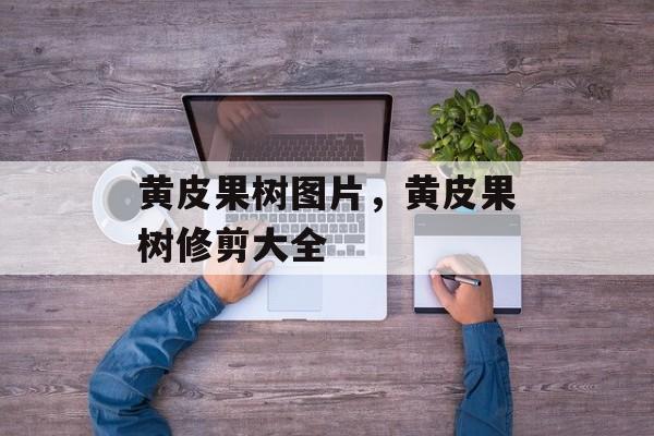 黄皮果树图片，黄皮果树修剪大全-第1张图片-