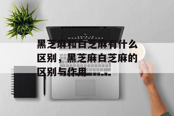 黑芝麻和白芝麻有什么区别，黑芝麻白芝麻的区别与作用-第1张图片-