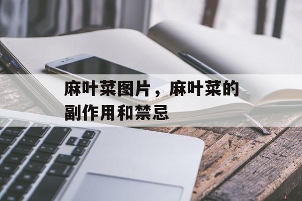 麻叶菜图片，麻叶菜的副作用和禁忌-第1张图片-