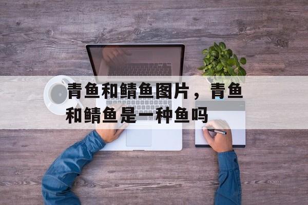 青鱼和鲭鱼图片，青鱼和鲭鱼是一种鱼吗-第1张图片-