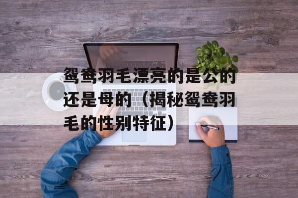 鸳鸯羽毛漂亮的是公的还是母的（揭秘鸳鸯羽毛的性别特征）-第1张图片-