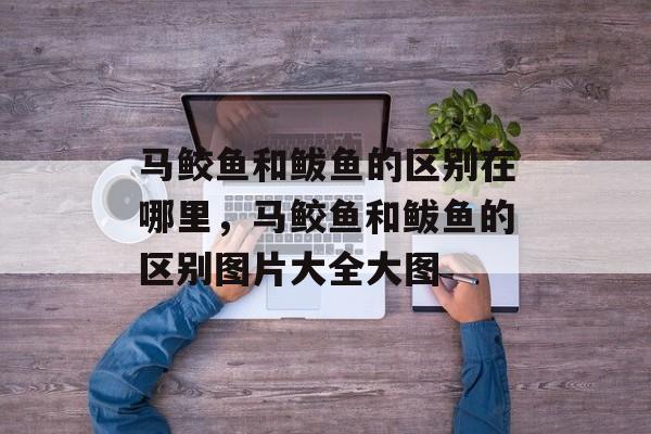 马鲛鱼和鲅鱼的区别在哪里，马鲛鱼和鲅鱼的区别图片大全大图-第1张图片-