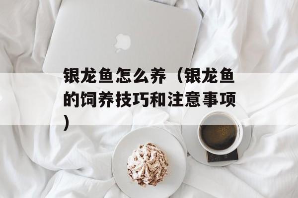 银龙鱼怎么养（银龙鱼的饲养技巧和注意事项）-第1张图片-