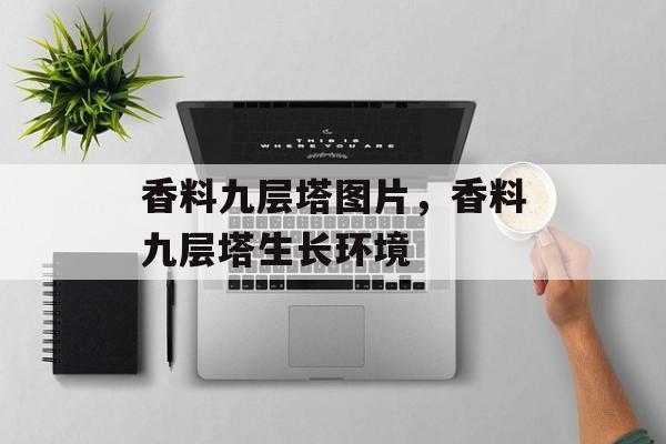 香料九层塔图片，香料九层塔生长环境-第1张图片-