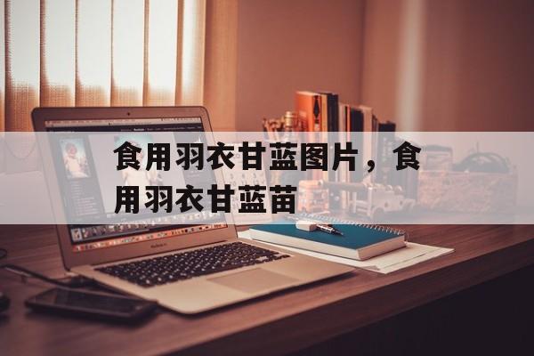 食用羽衣甘蓝图片，食用羽衣甘蓝苗-第1张图片-