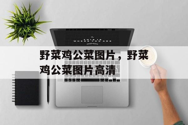 野菜鸡公菜图片，野菜鸡公菜图片高清-第1张图片-