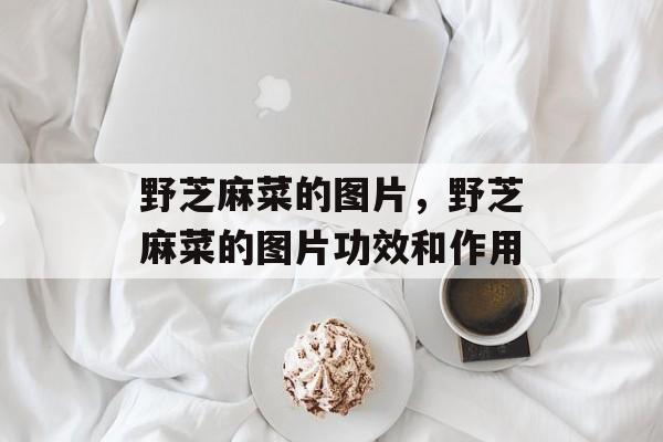 野芝麻菜的图片，野芝麻菜的图片功效和作用-第1张图片-